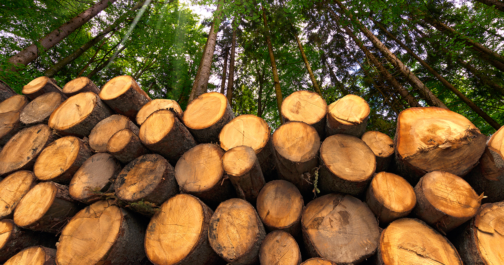 Country Mapping Forestry